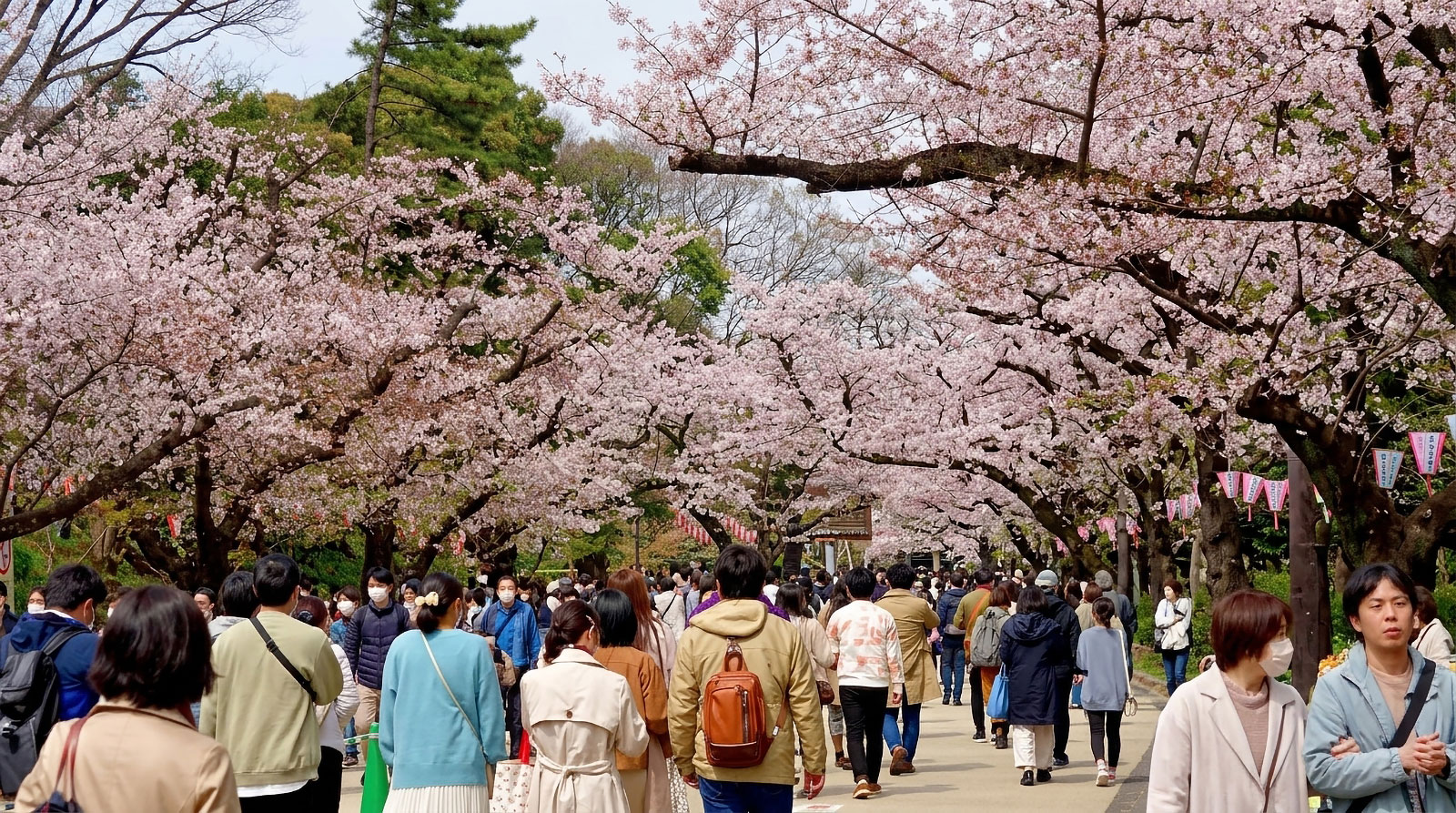 people walking during cherry blossom season in japan.